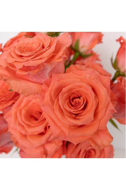 Лососева великоквіткова троянда – ніжність саду.